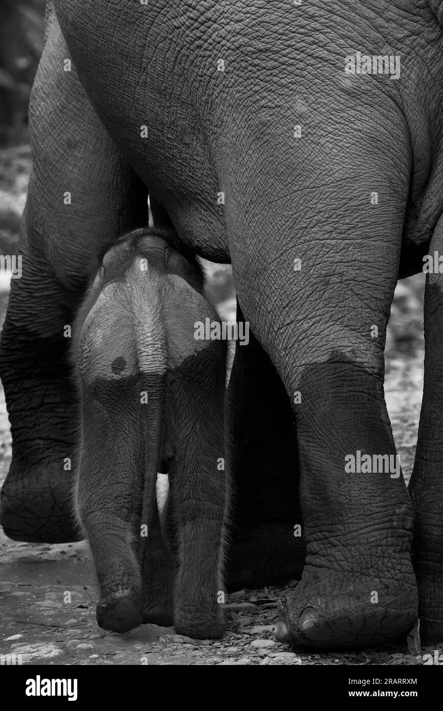 L'immagine dell'elefante asiatico è stata scattata nel parco nazionale di Corbett, in India Foto Stock