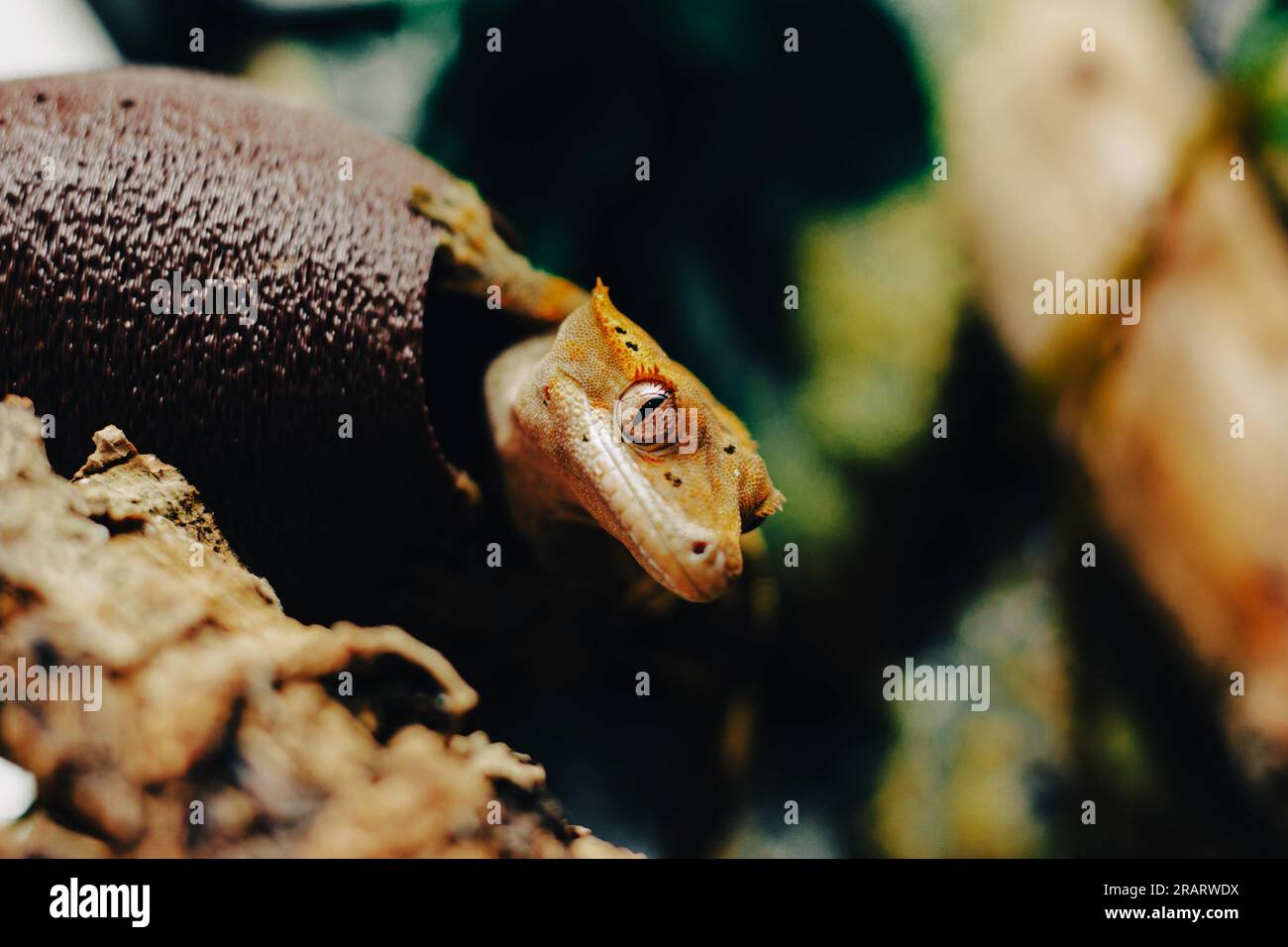 Il geco ciliato che mangia banane Correlophus ciliatus del genere Rhacodactylus o Correlophus. Endemica dell'isola della nuova Caledonia. Vive in t Foto Stock