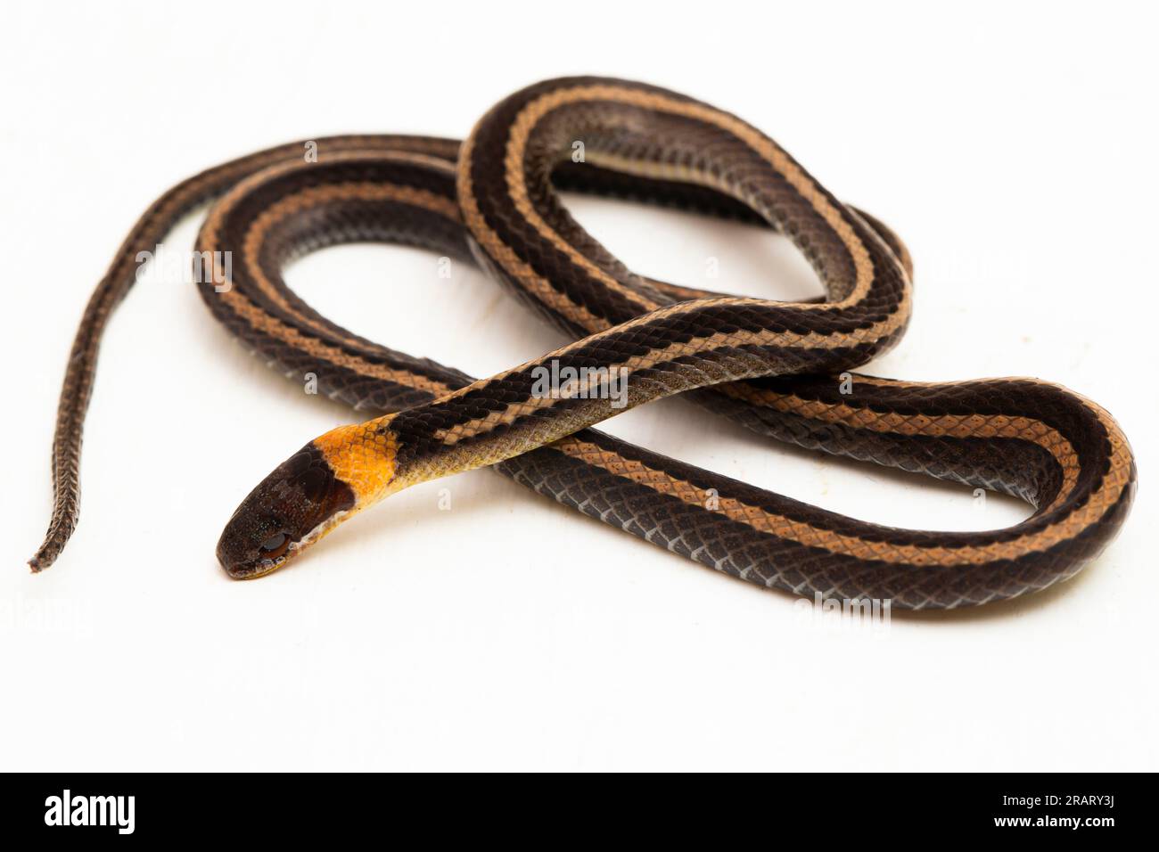 Serpente collettato o serpente a strisce Sibynophis geminatus isolato su sfondo bianco Foto Stock