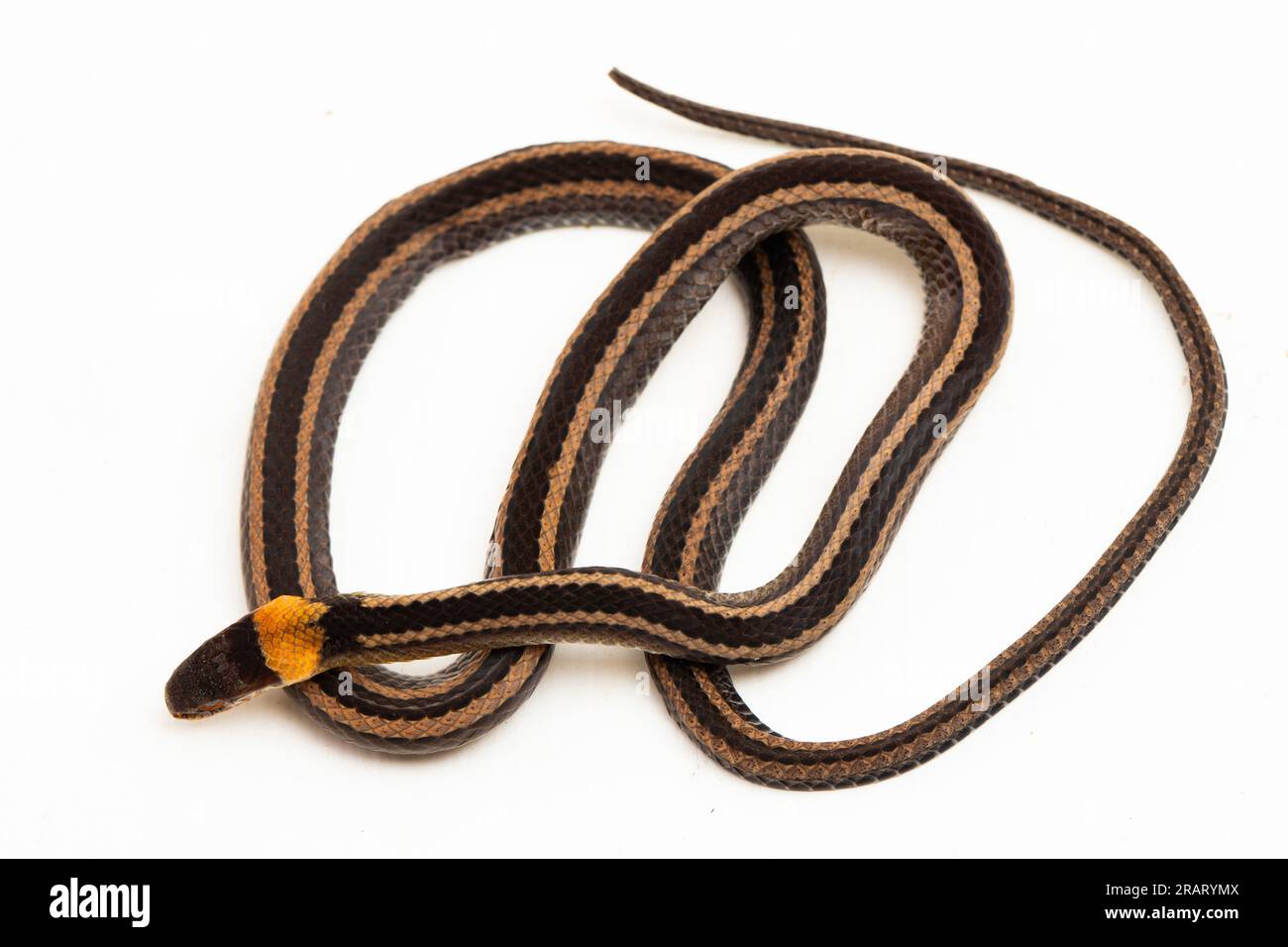 Serpente collettato o serpente a strisce Sibynophis geminatus isolato su sfondo bianco Foto Stock