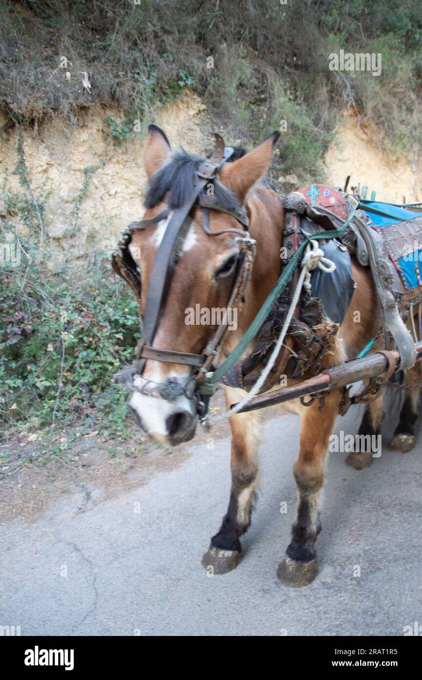 cavallo che tira una carrozza vestito con più utensili Foto Stock