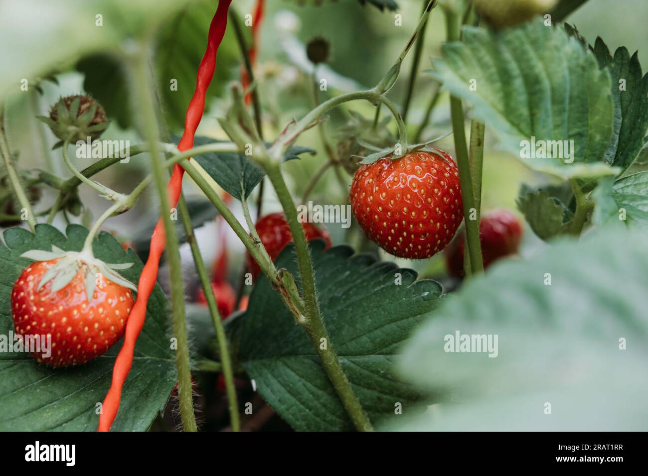 Chiudere la pianta di fragole con foglie verdi e bacche rosse mature Foto Stock