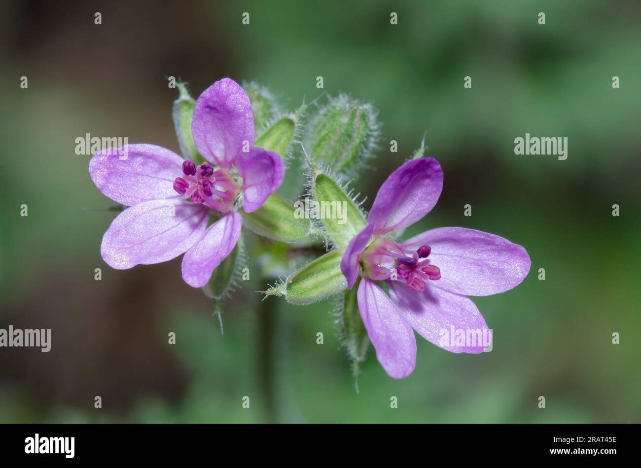 Redstem Stork's Bill, Erodium cicutarium Foto Stock