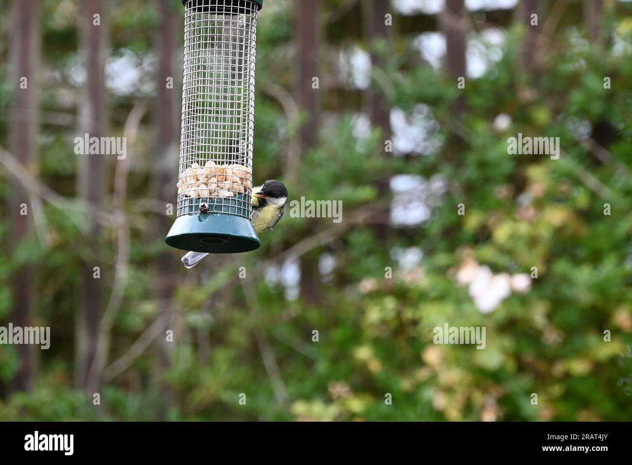 Una tit grande su un alimentatore di uccello Foto Stock