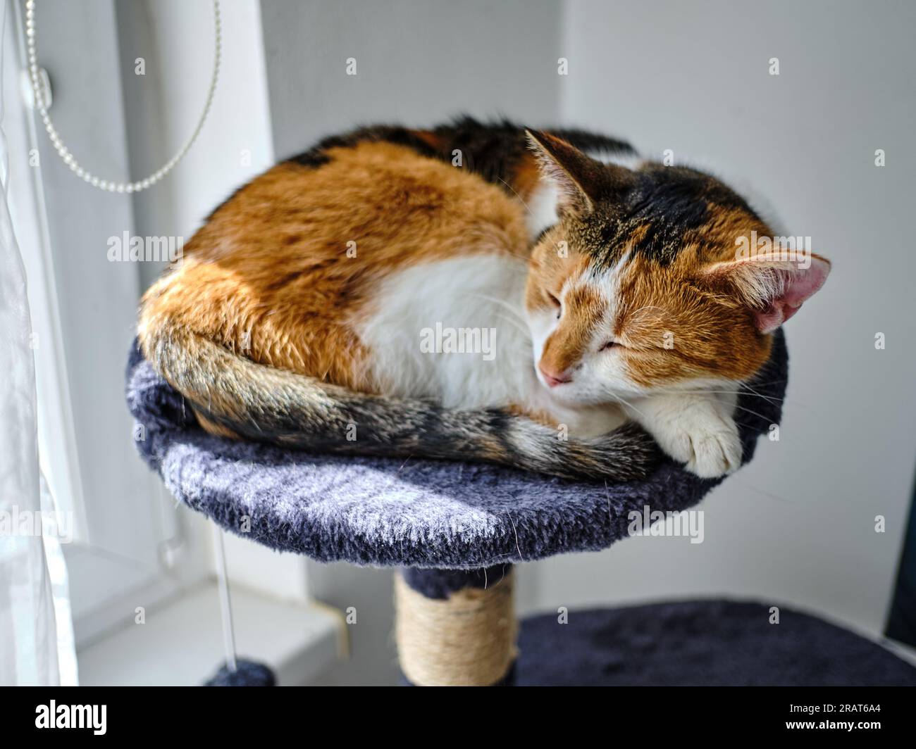 Carino gatto calico (giallo-nero-bianco) che dorme tranquillamente con gli occhi chiusi arricciati sui cuscini sul suo piccolo divano con la testa sostenuta da zampe Foto Stock