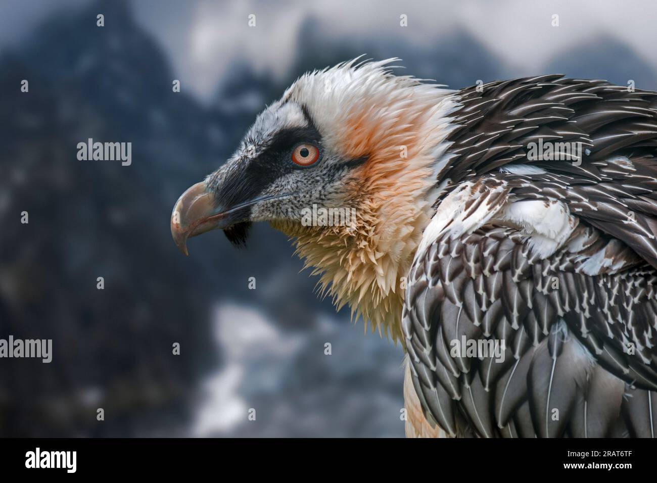 Avvoltoio barbuto / Lämmergeier (Gypaetus barbatus) sulle montagne delle Alpi europee. Composizione digitale Foto Stock