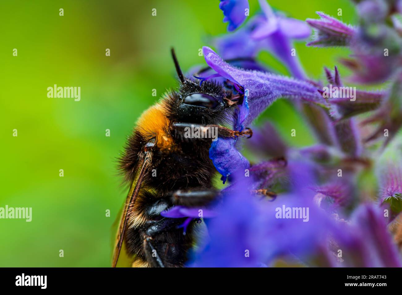 Macroshot Bumblebee al lavoro per la raccolta di nettare su fiori di viola Foto Stock