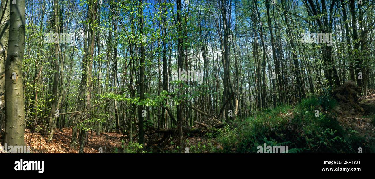 Beech Tree Plantation Leith Hill Springtime Surrey, Inghilterra Foto Stock Beech Tree Plantation Leith Hill Springtime Surrey, Inghilterra Foto Stock