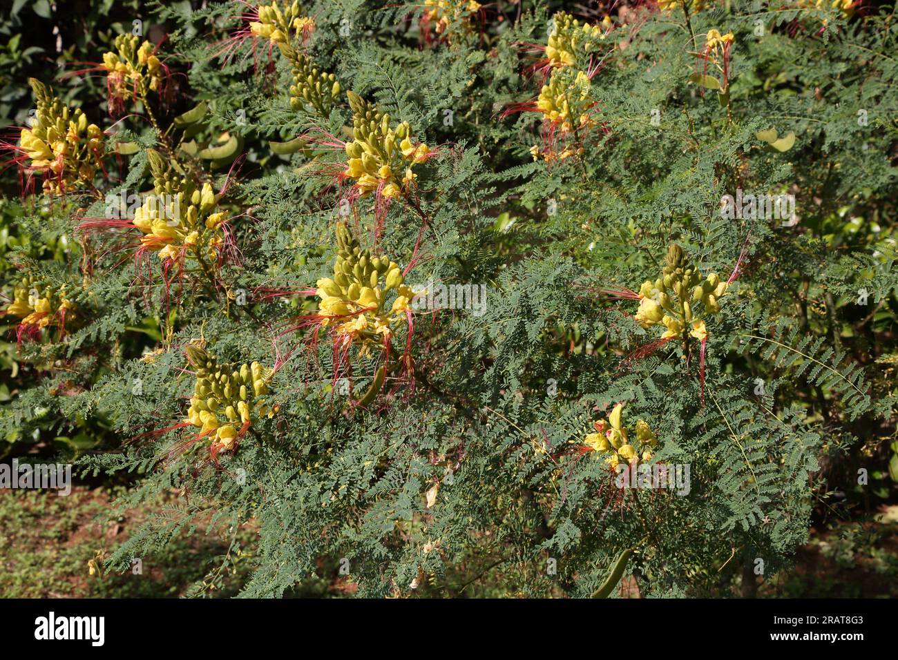 Vouliagmeni Attica Grecia uccello giallo del Paradiso (Caesalpinia Gilliesi) Arbusto con fiori gialli e lunghi stami rossi Foto Stock