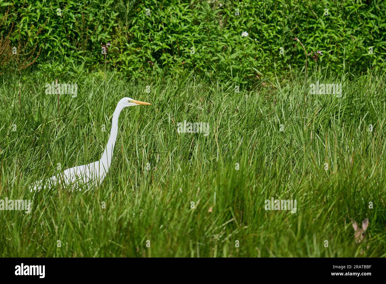 A Great While Egret a Pulborough Brooks Foto Stock