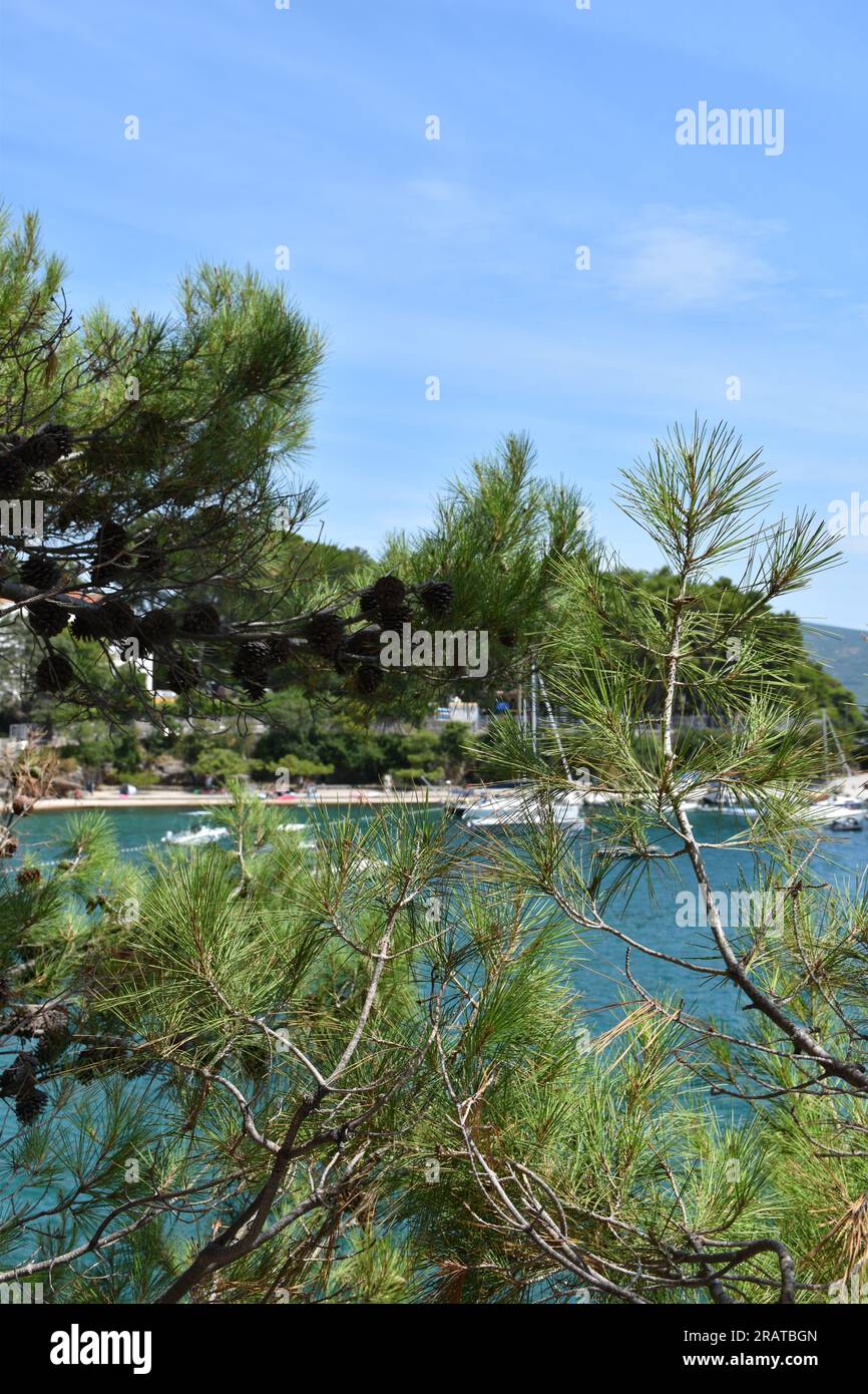 Vista sulla baia attraverso i pini sull'isola di Krk, Croazia Foto Stock