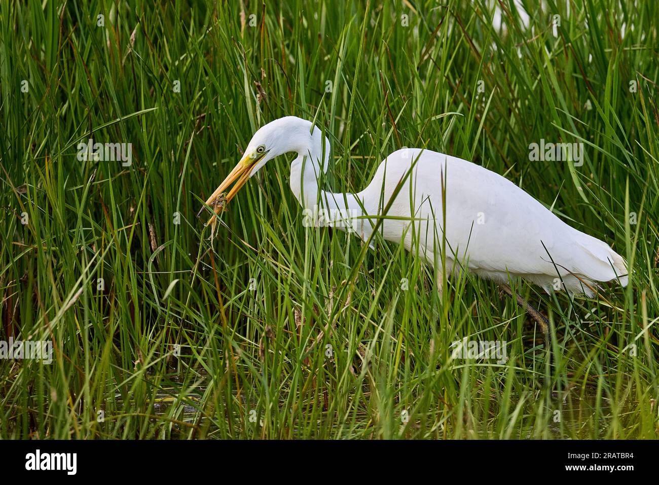 A Great While Egret a Pulborough Brooks Foto Stock