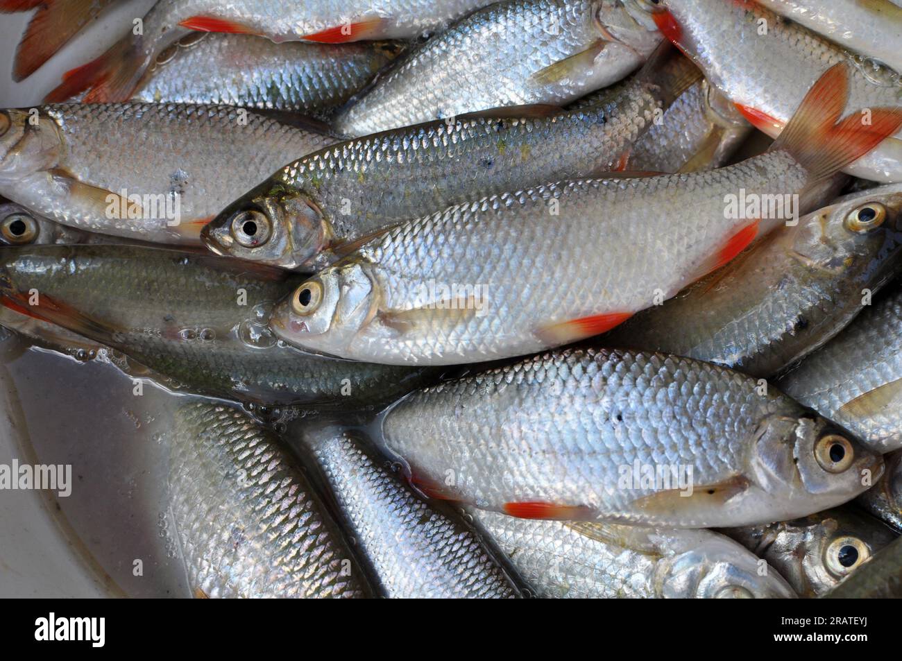 Pesce appena pescato Roach (Rutilus rutilus) che è oggetto di pesca amatoriale e industriale Foto Stock