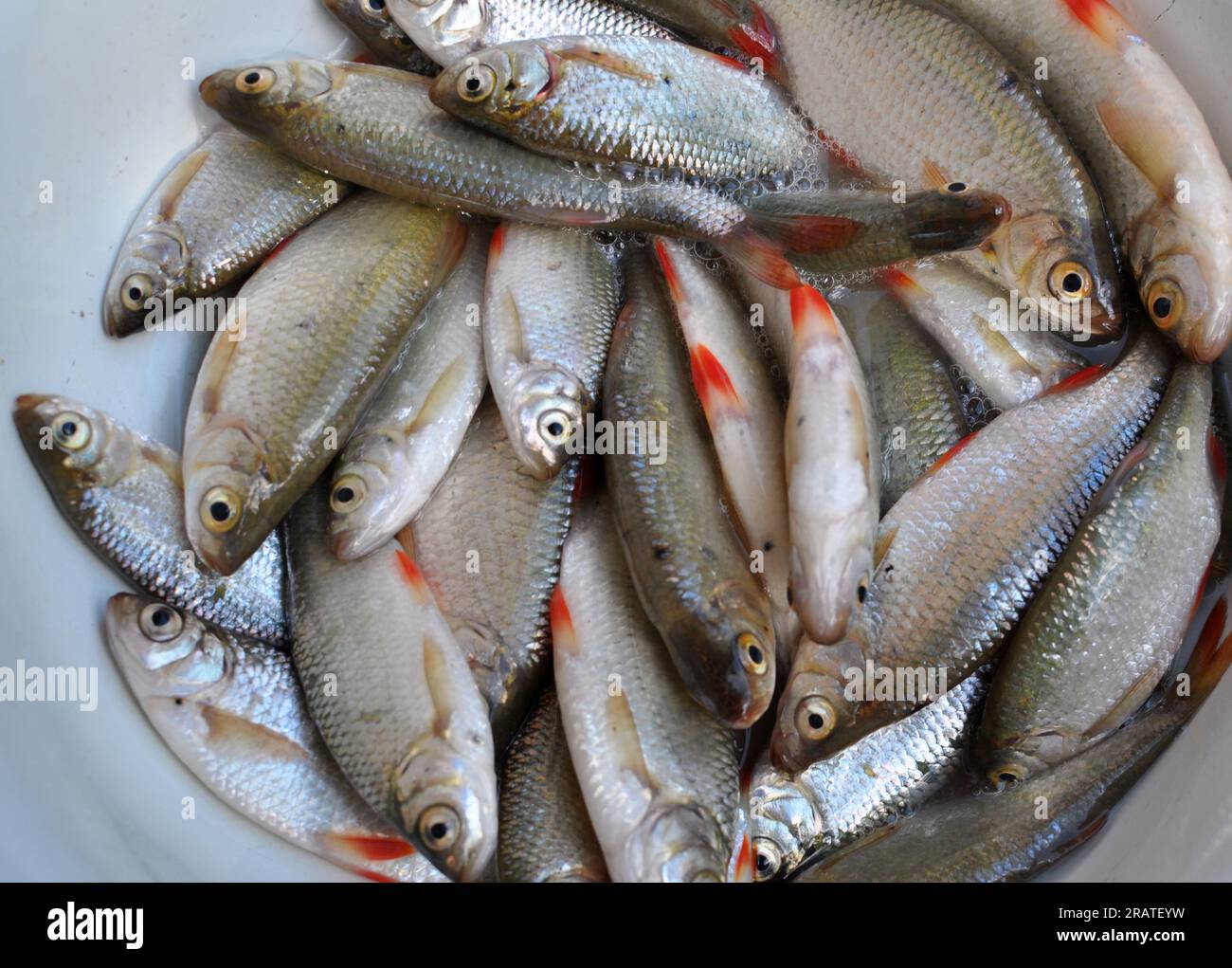 Pesce appena pescato Roach (Rutilus rutilus) che è oggetto di pesca amatoriale e industriale Foto Stock