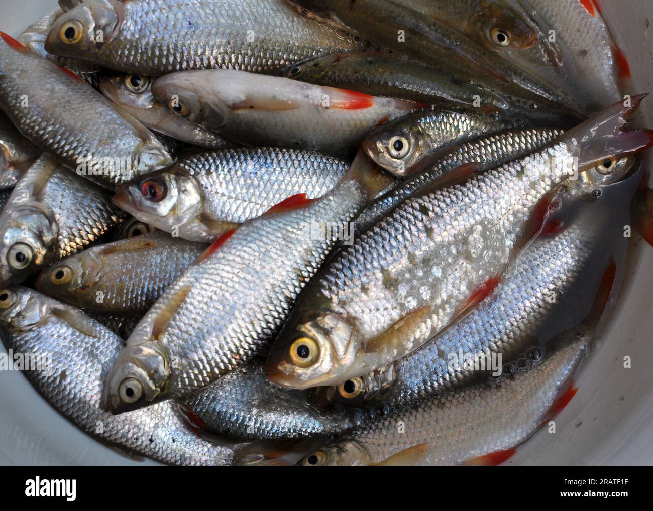 Pesce appena pescato Roach (Rutilus rutilus) che è oggetto di pesca amatoriale e industriale Foto Stock