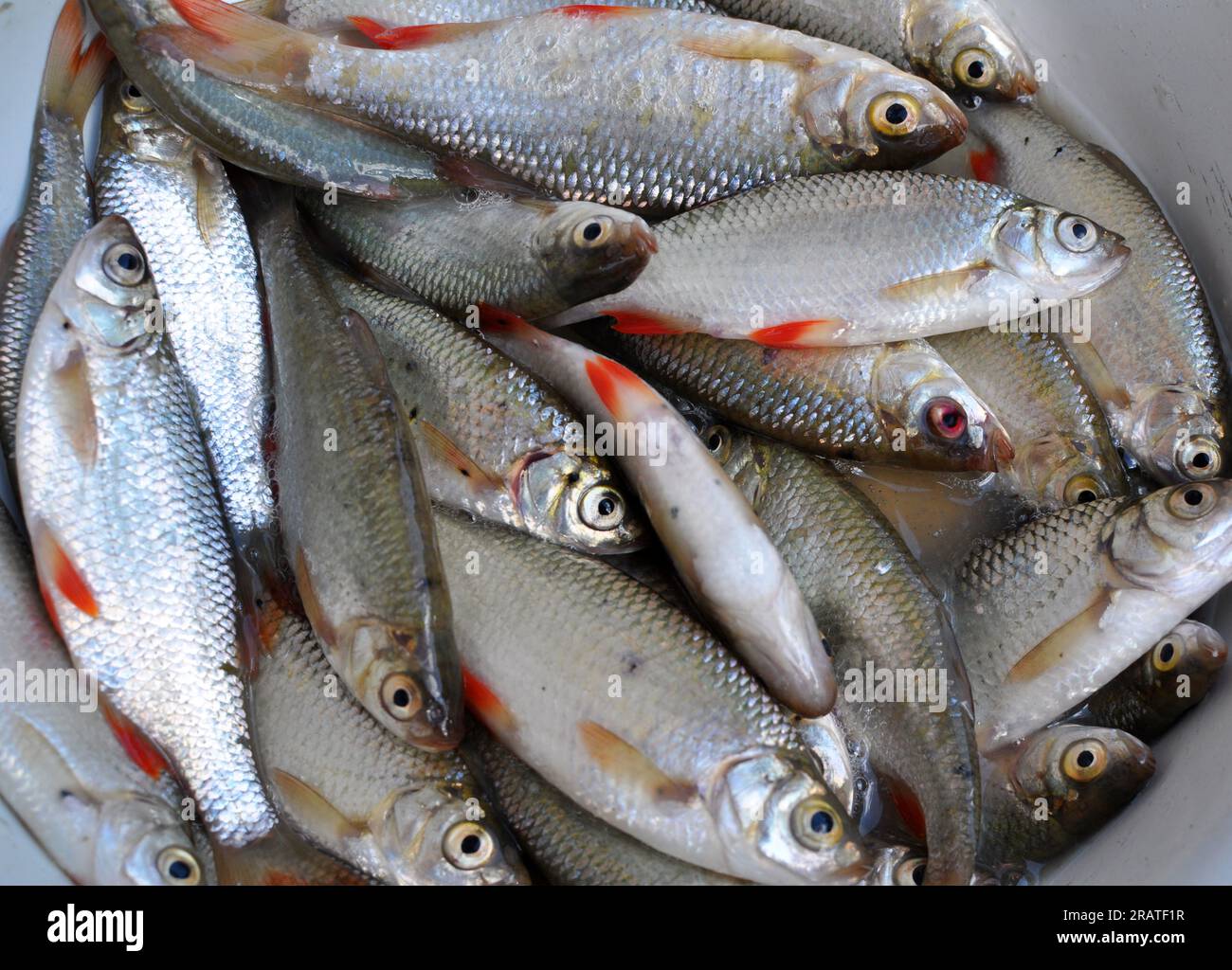 Pesce appena pescato Roach (Rutilus rutilus) che è oggetto di pesca amatoriale e industriale Foto Stock