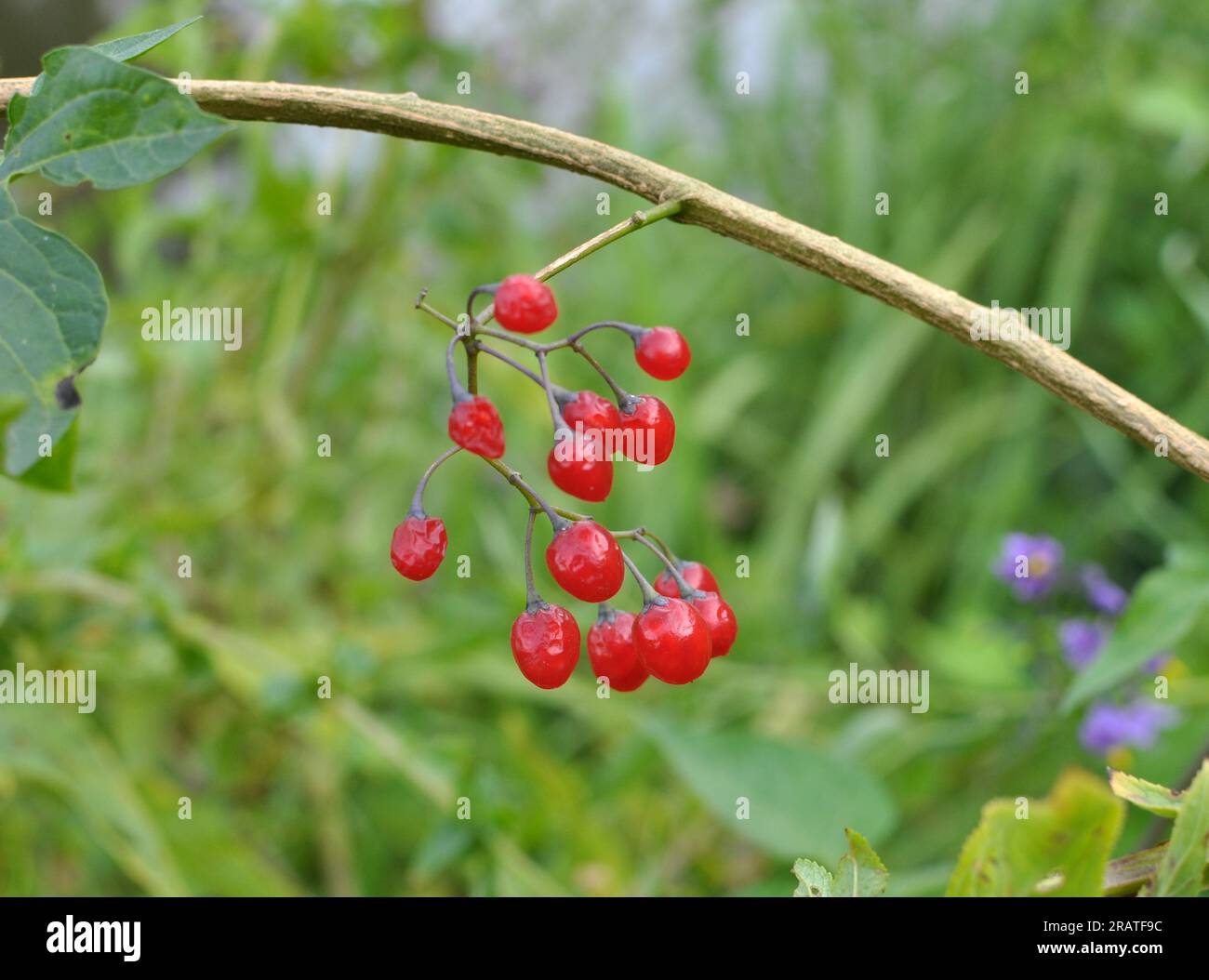 Il Solanum amaro (Solanum dulcamara) cresce in natura Foto Stock