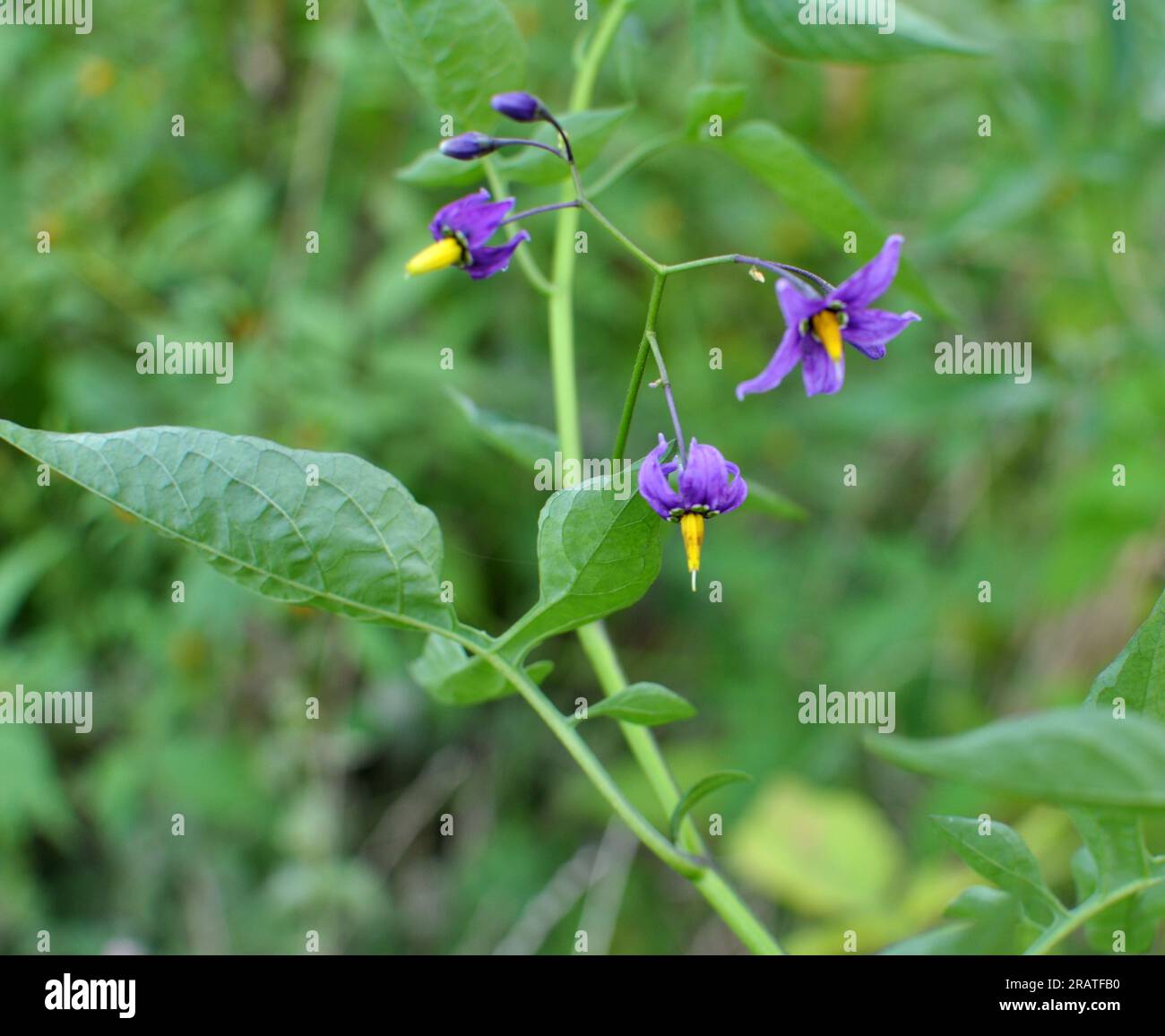 Il Solanum amaro (Solanum dulcamara) cresce in natura Foto Stock