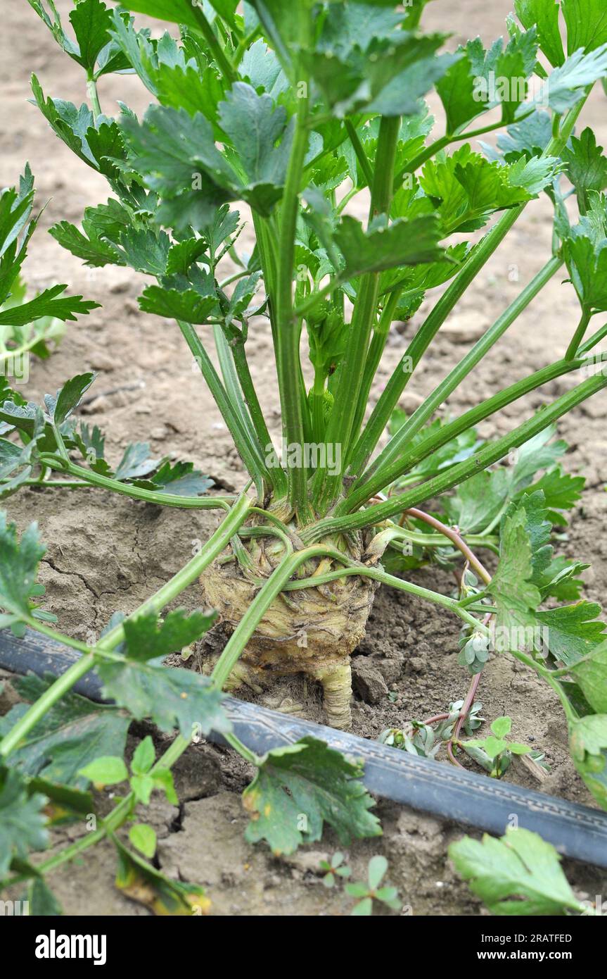 Il sedano cresce in terreno biologico aperto con irrigazione a goccia Foto Stock