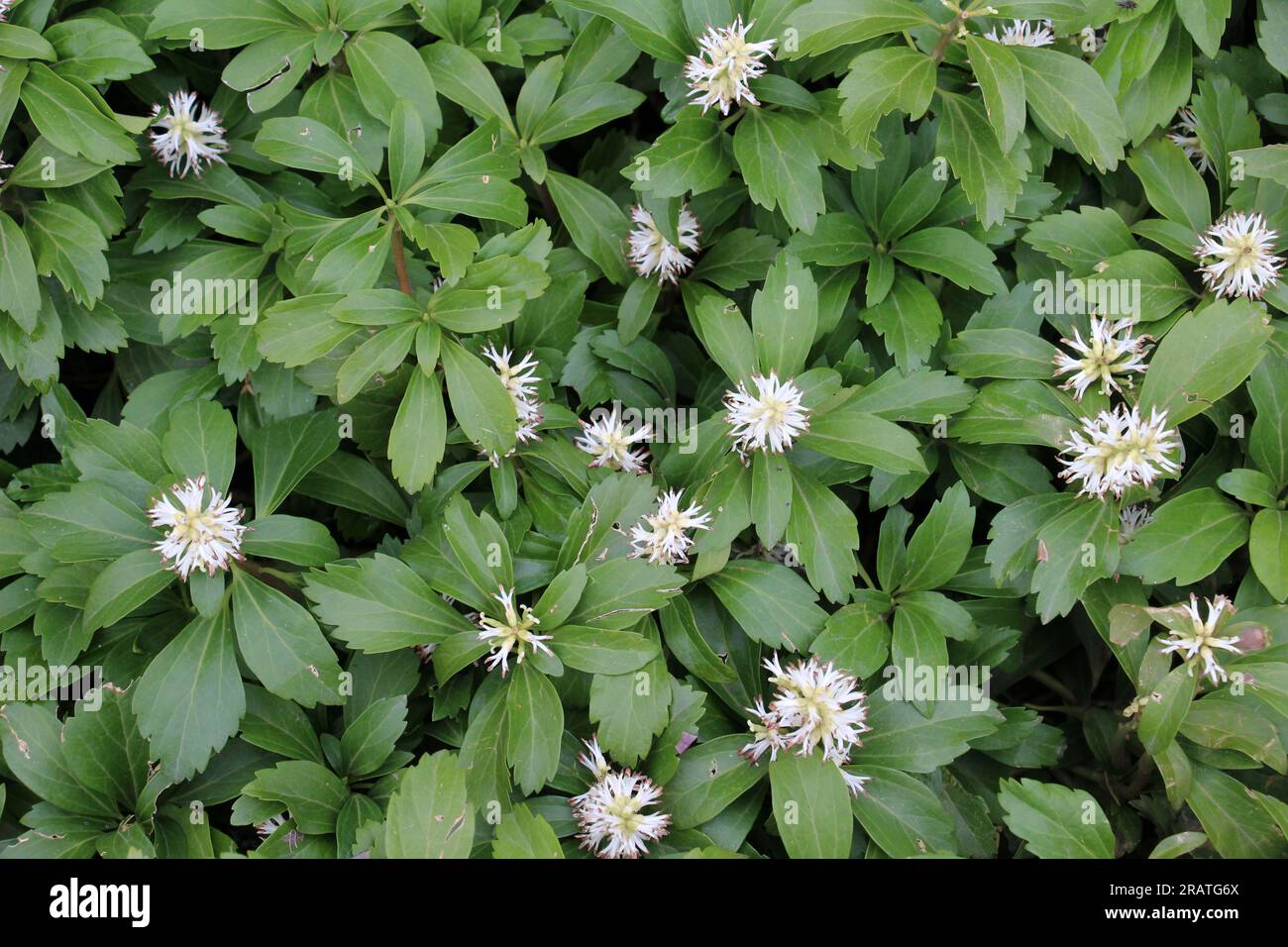 Prezioso semi-arbusto nano Pachysandra terminalis cresce nel giardino Foto Stock