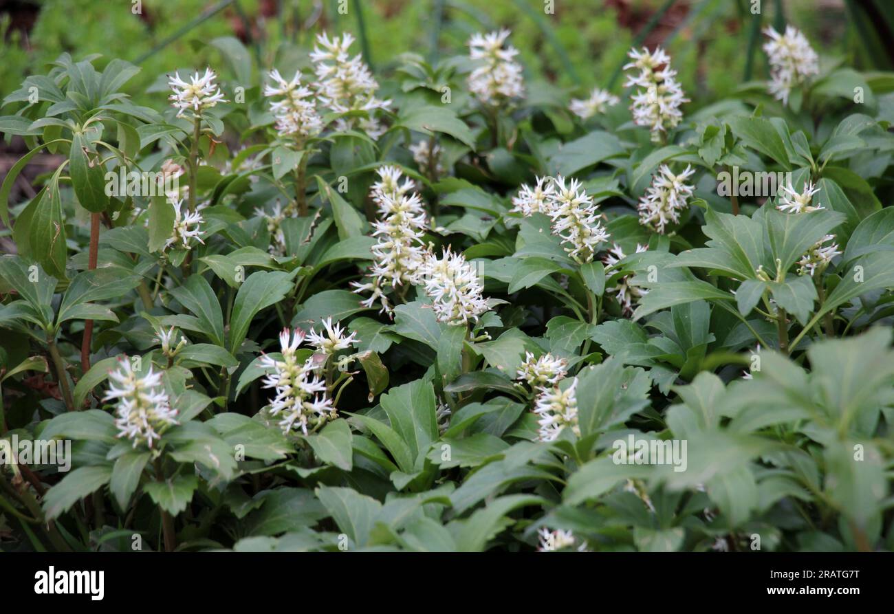 Prezioso semi-arbusto nano Pachysandra terminalis cresce nel giardino Foto Stock