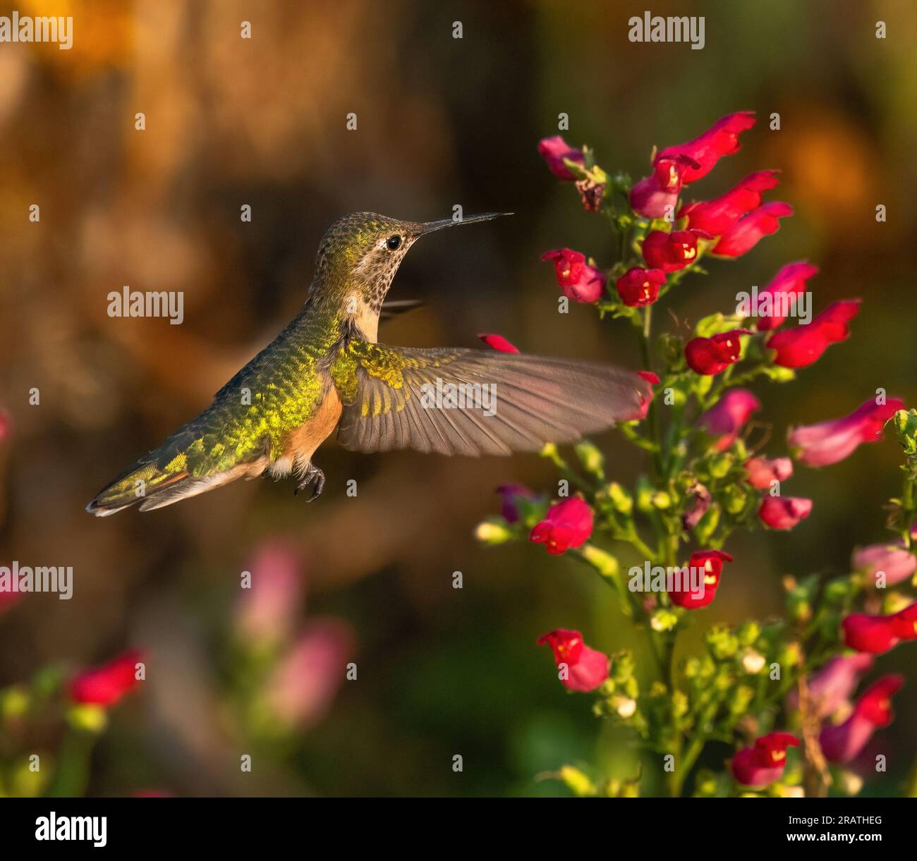 Un colibrì dalla coda larga si libra sopra una torre di gemme rosse colorate pronte per l'impollinazione. Foto Stock
