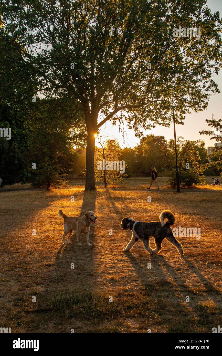 Una ragazza corre nel parco mentre il sole tramonta Foto Stock