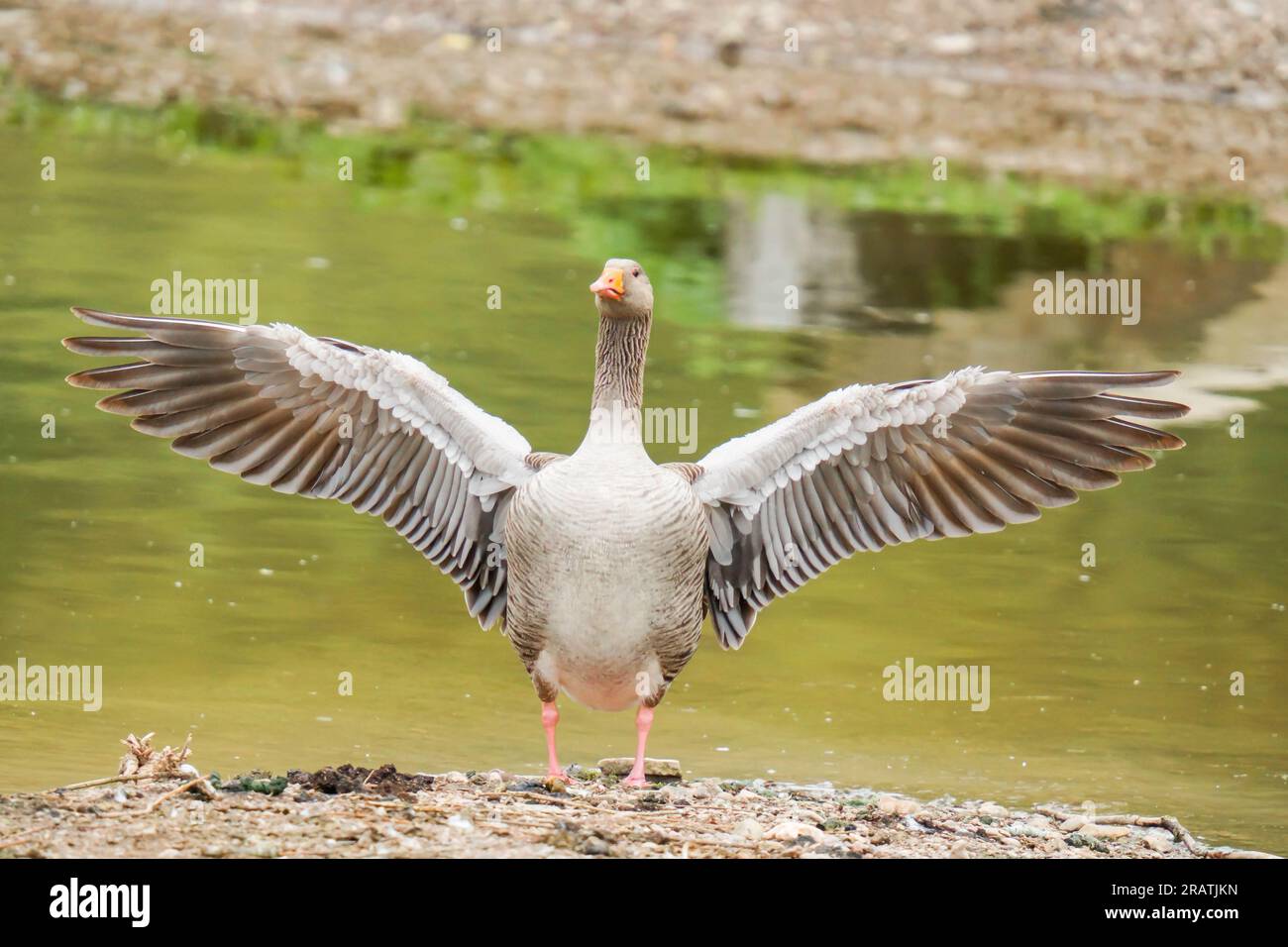 L'oca di Greylag (Anser anser) che flapping l'ala Bodenham Lake Herefordshire Inghilterra Regno Unito. Maggio. 2023 Foto Stock