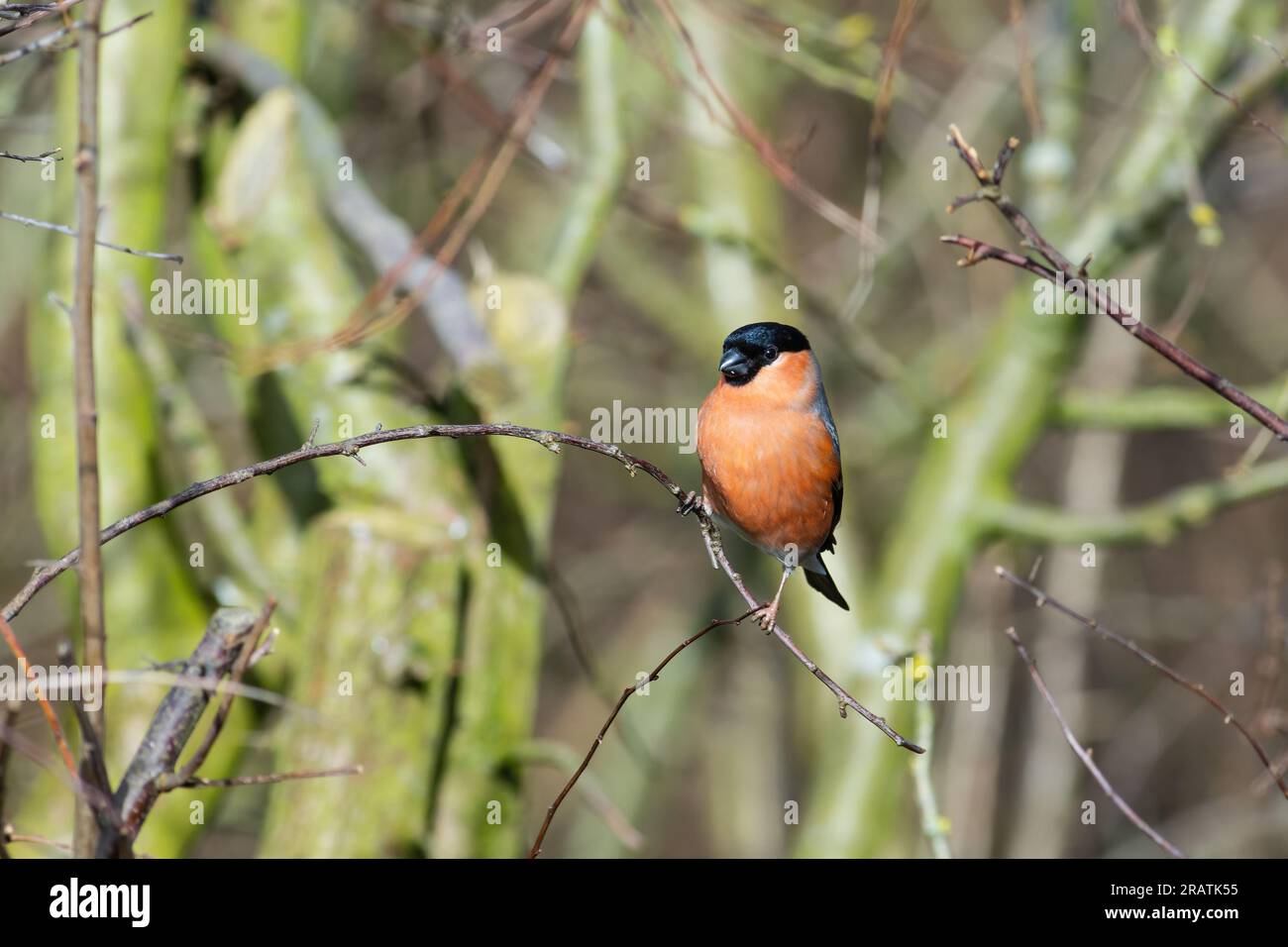 Bullfinch, Pyrhula Pyrhula, arroccato su un ramo. Foto Stock