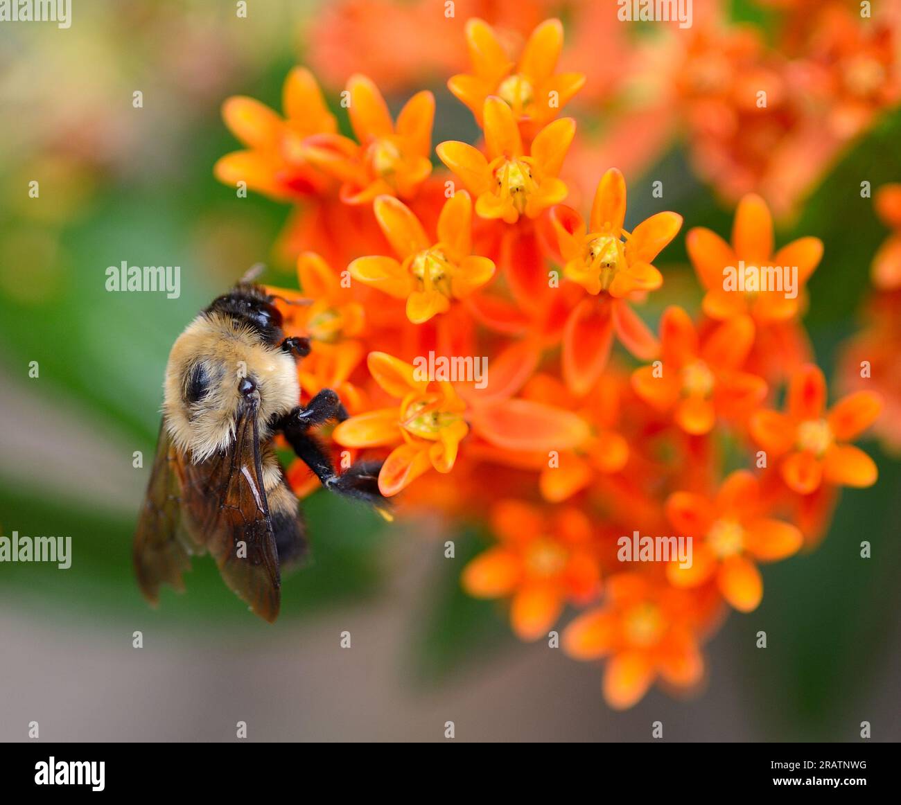Common Eastern Bumble Bee (Bombus impatiens) su Butterfly Milkweed Foto Stock