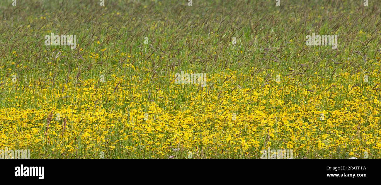 Fiori di calendula di mais selvatico nella prateria di Machair, Berneray, Uist, North Uist, Ebridi, Ebridi esterne, Scozia, Regno Unito, Gran Bretagna Foto Stock