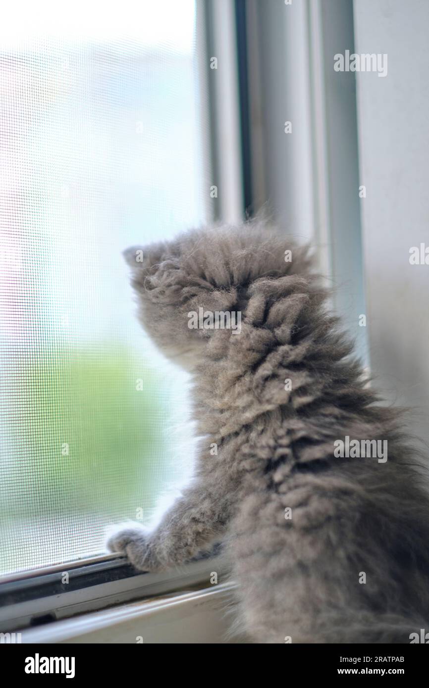 Un piccolo gattino grigio è seduto alla finestra aperta e si affaccia sulla strada Foto Stock