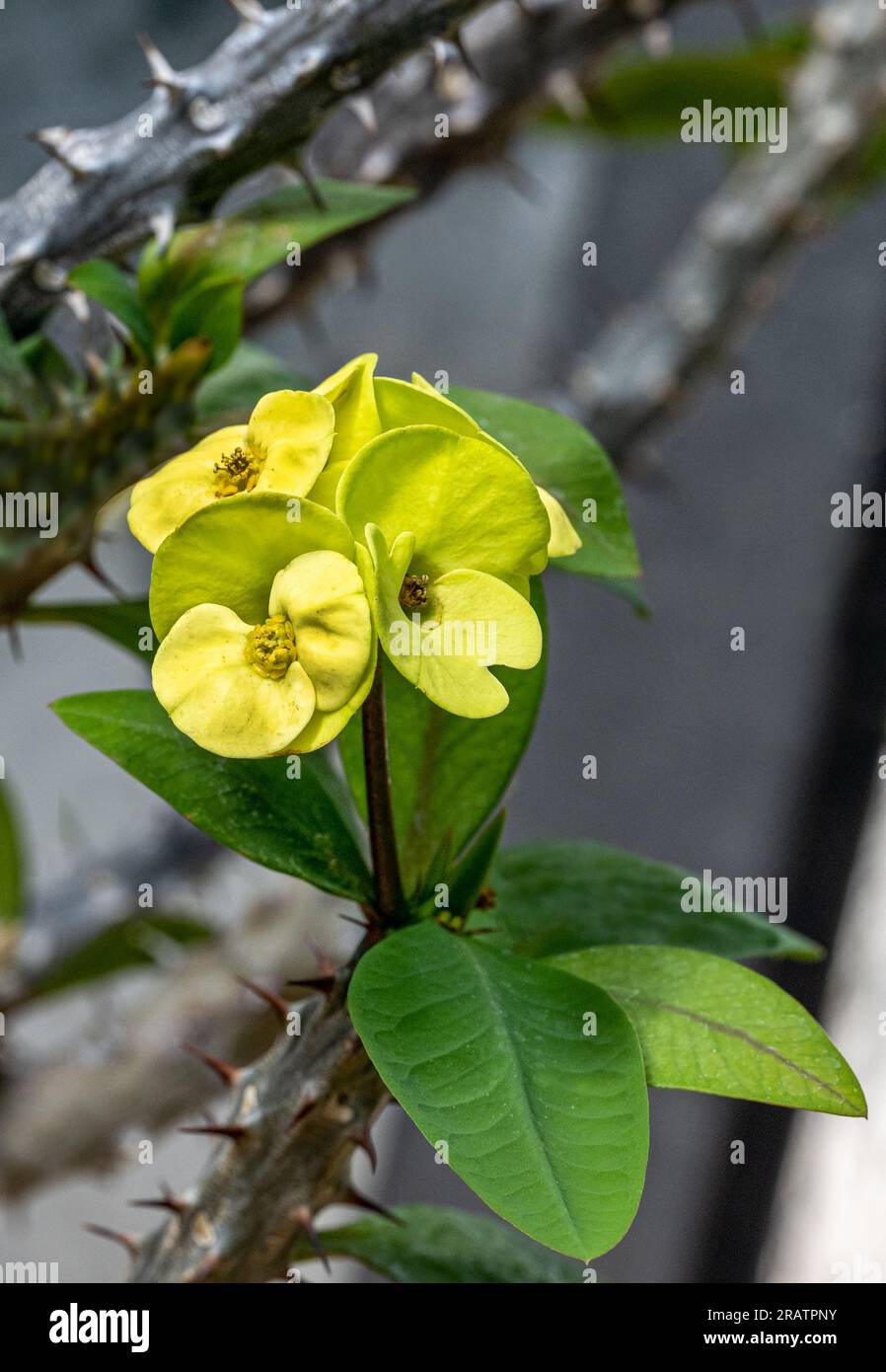 Corona di spine o pianta di Cristo (Euphorbia milii), originaria del Madagascar. Giardino botanico, kit, Karlsruhe, Germania, Europa Foto Stock