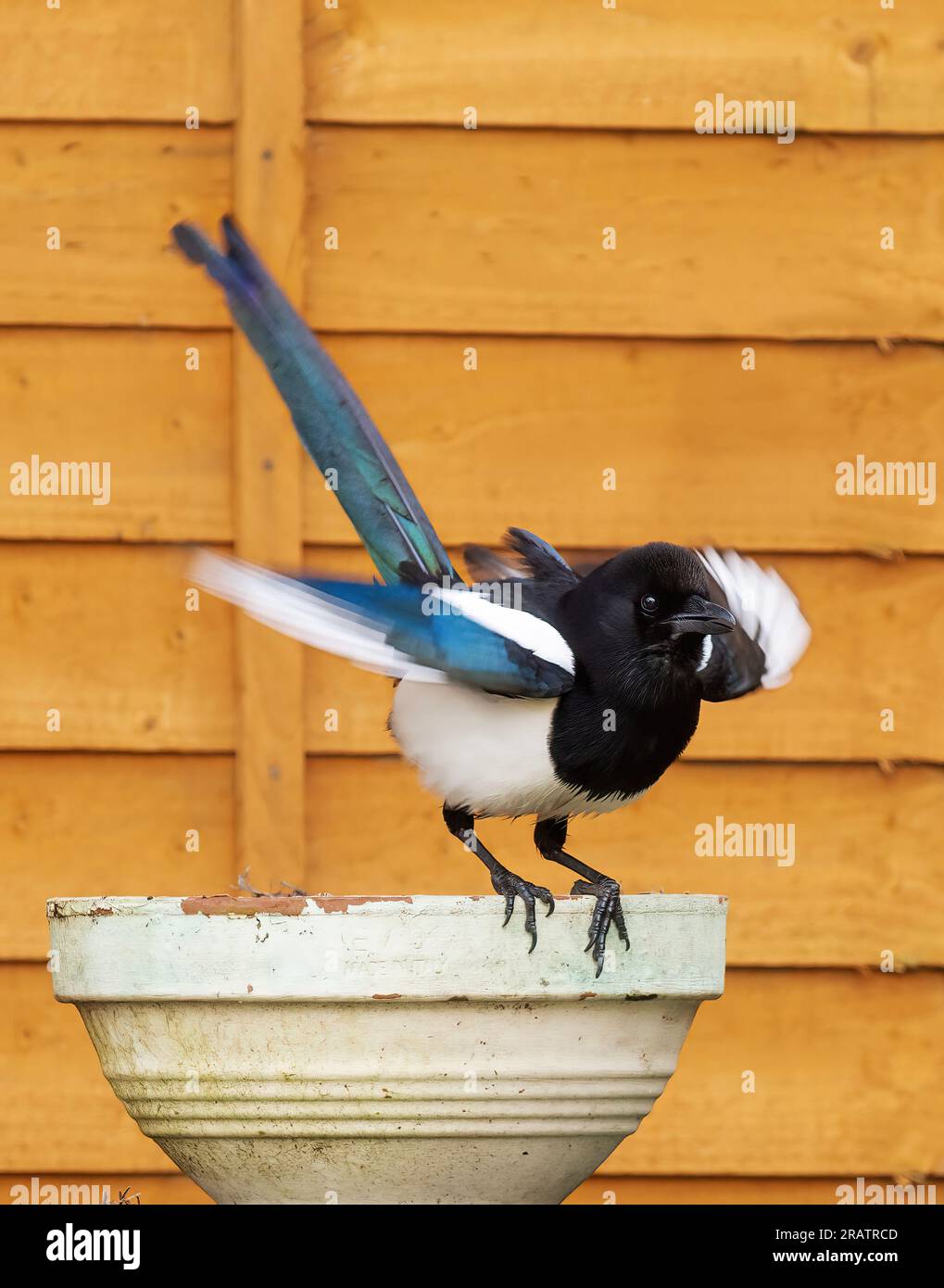 Le magpie atterrano su un vecchio vaso da giardino che mostra il movimento delle ali con la recinzione sullo sfondo Foto Stock