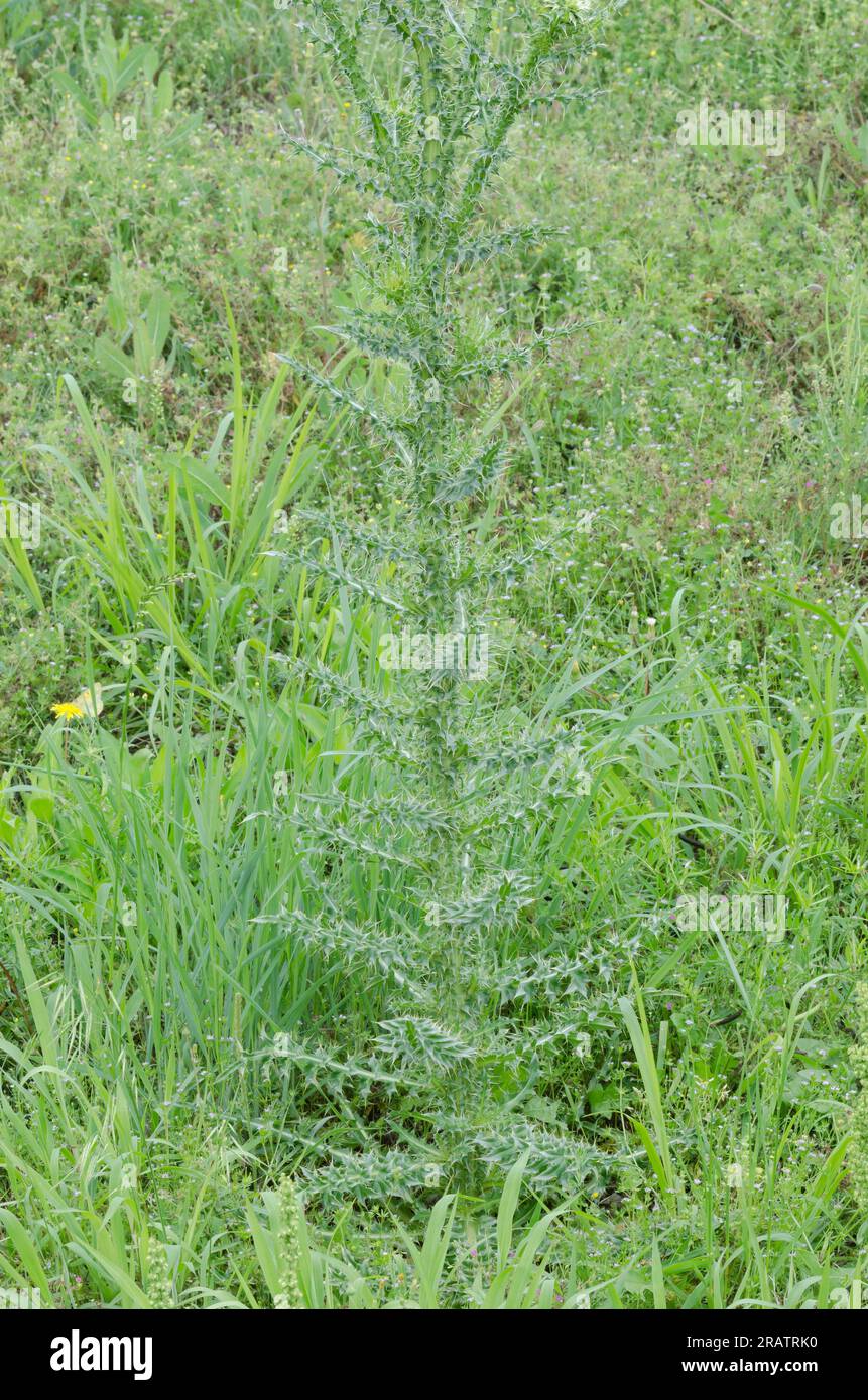 Musk Thistle, Carduus nutans, rosetta basale Foto Stock