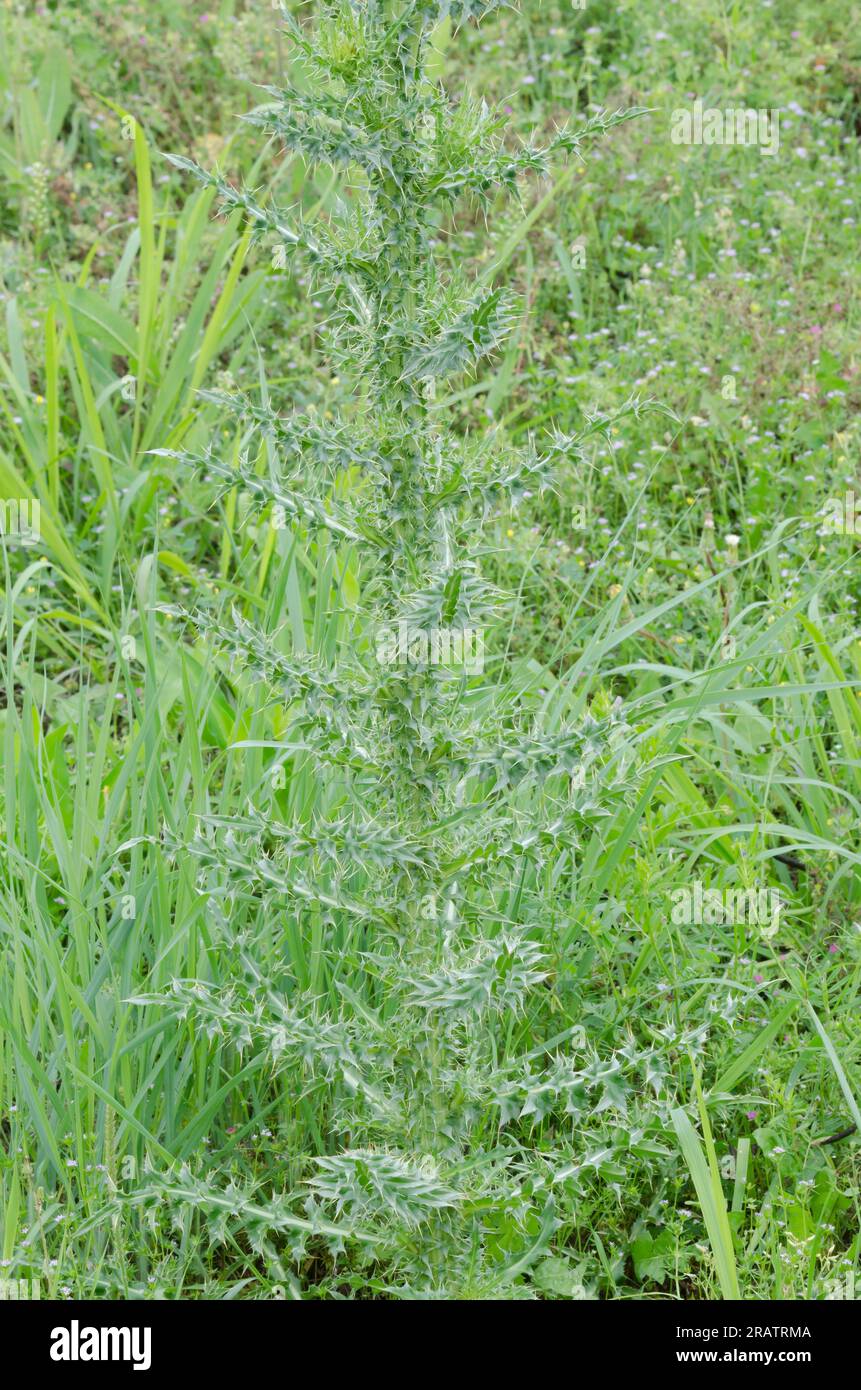 Musk Thistle, Carduus nutans, rosetta basale Foto Stock
