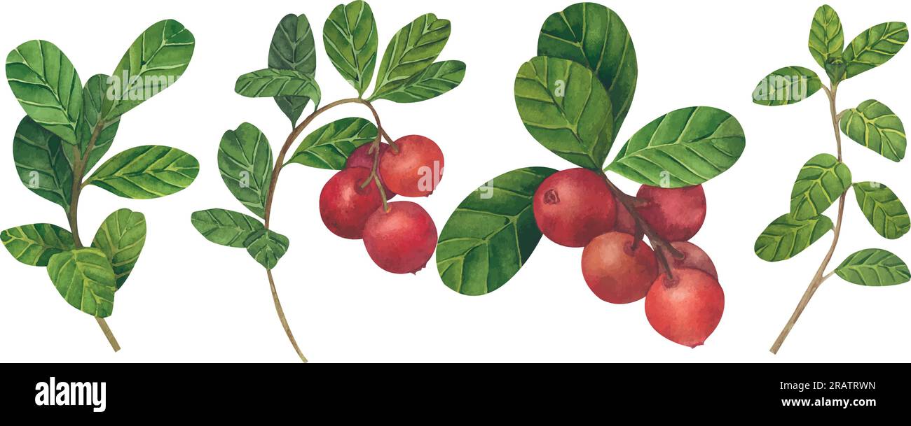 Illustrazione vettoriale di lingonberry rosso. Set di Cranberry. Illustrazione di piante selvatiche forestali. Oggetti isolati su sfondo bianco per l'imballaggio Illustrazione Vettoriale