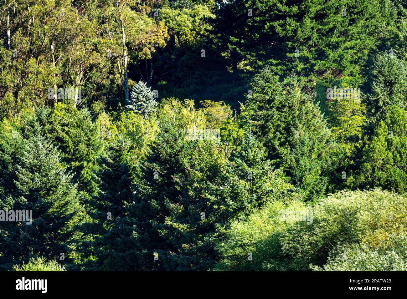 Una varietà di piante e alberi autoctoni nel Cile meridionale Foto Stock