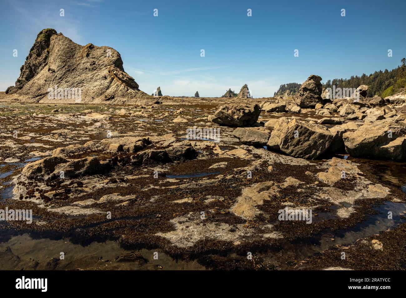 WA23466-00...WASHINGTON - la bassa marea rivela le piscine di marea che collaborano con la vita su una terra di tavoli con pile di mare a nord del Hole-in-the-Wall; Olympic Nationa Foto Stock