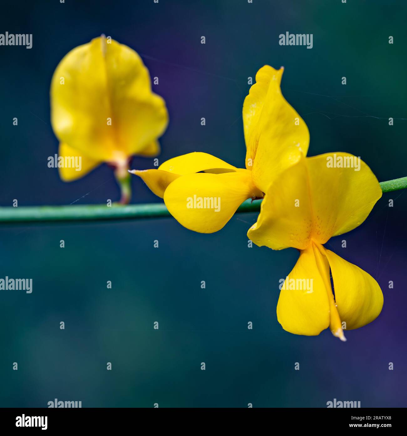 Dettaglio dei fiori di scopa spagnole gialli (Spartium junceum) nel campo Foto Stock