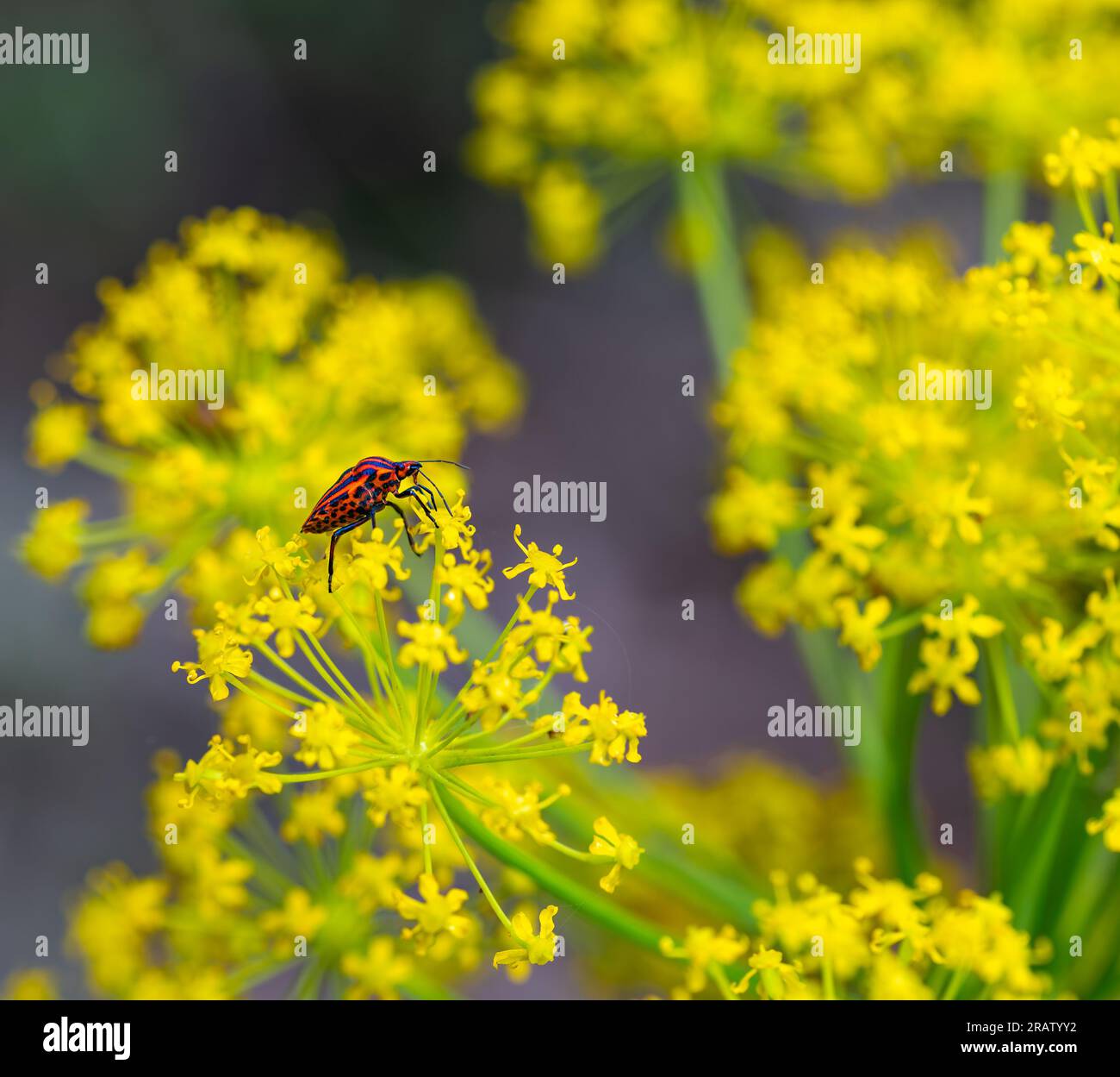 Dettaglio di un insetto a strisce rosse (Graphosoma lineatum) tra i fiori gialli di una pianta di finocchio Foto Stock