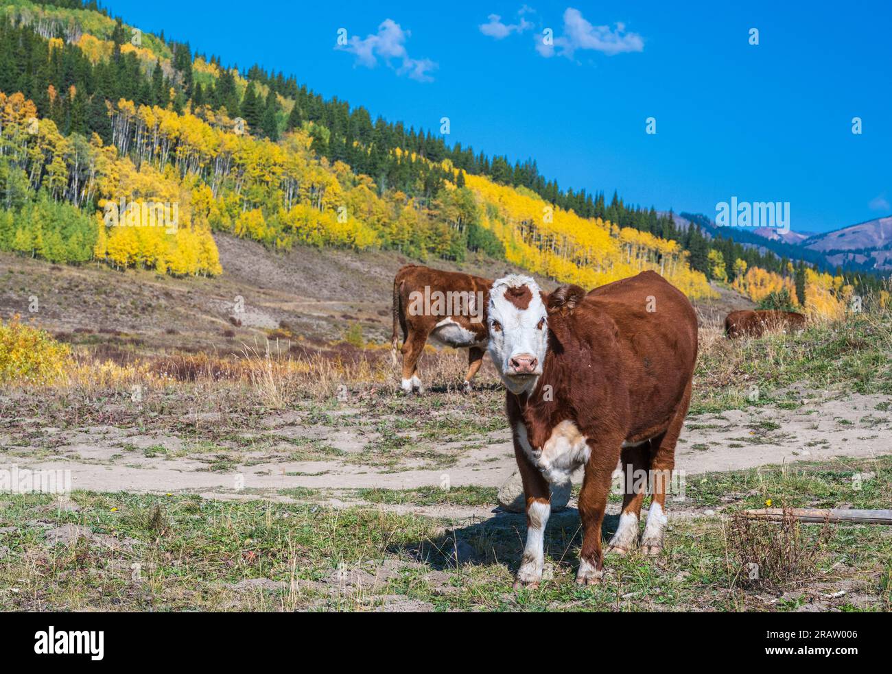 Hereford Cattle vicino a Gunnison, Colorado. Foto Stock