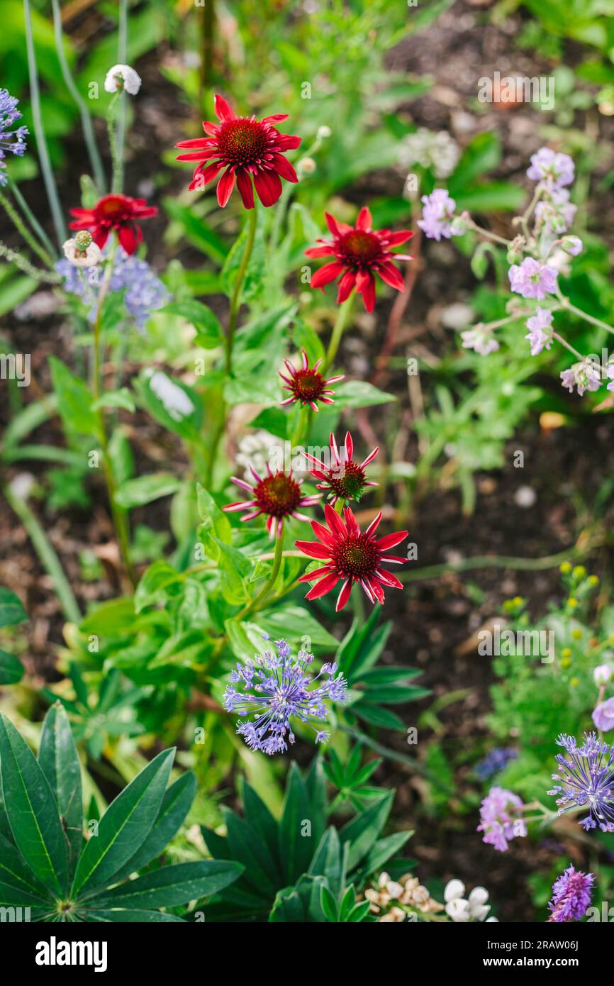 perenni nel giardino naturale echinacea rossa e aglio a fiore blu Foto Stock