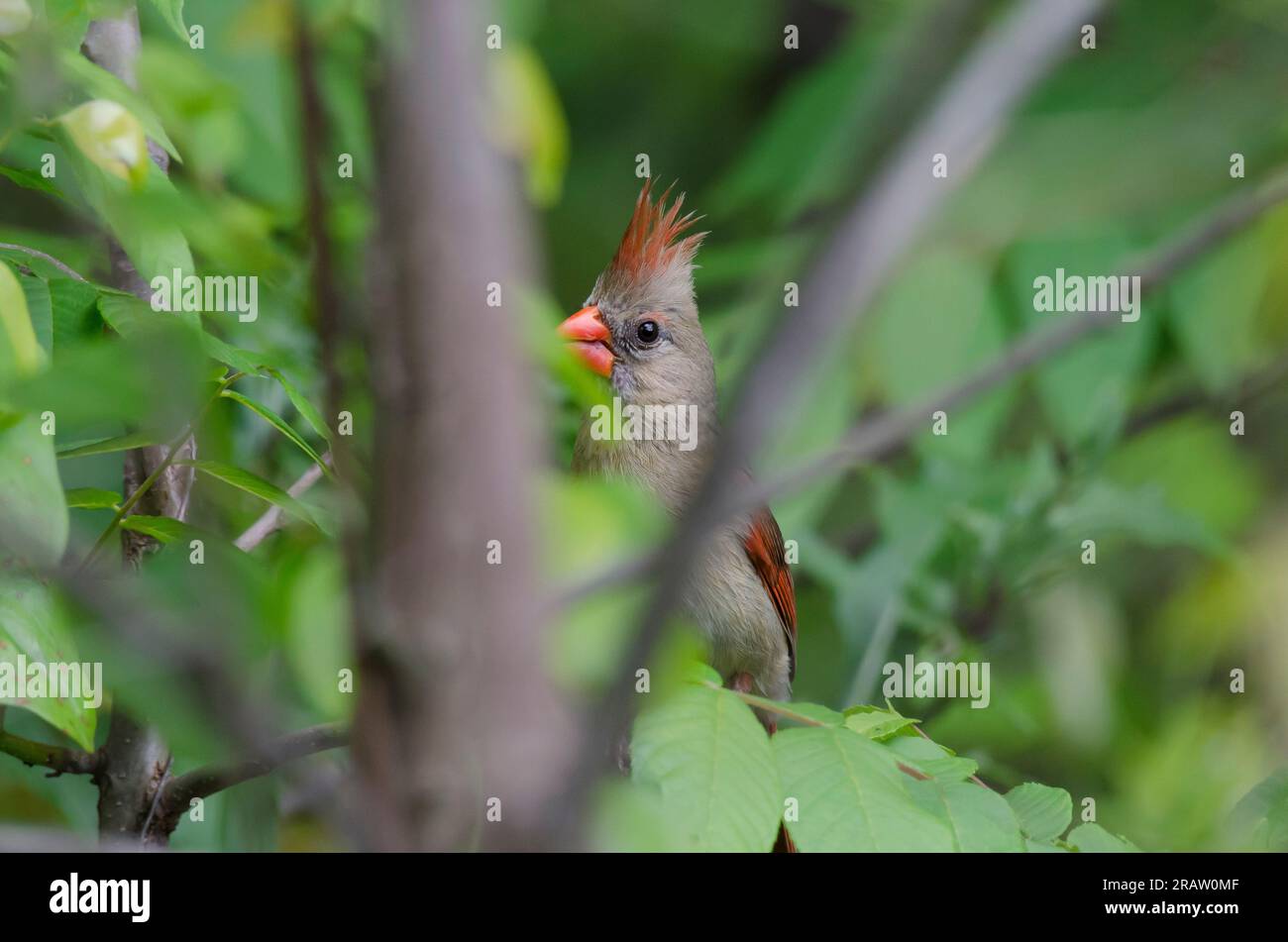 Cardinale del Nord, Cardinalis cardinalis, femmina in copertina Foto Stock