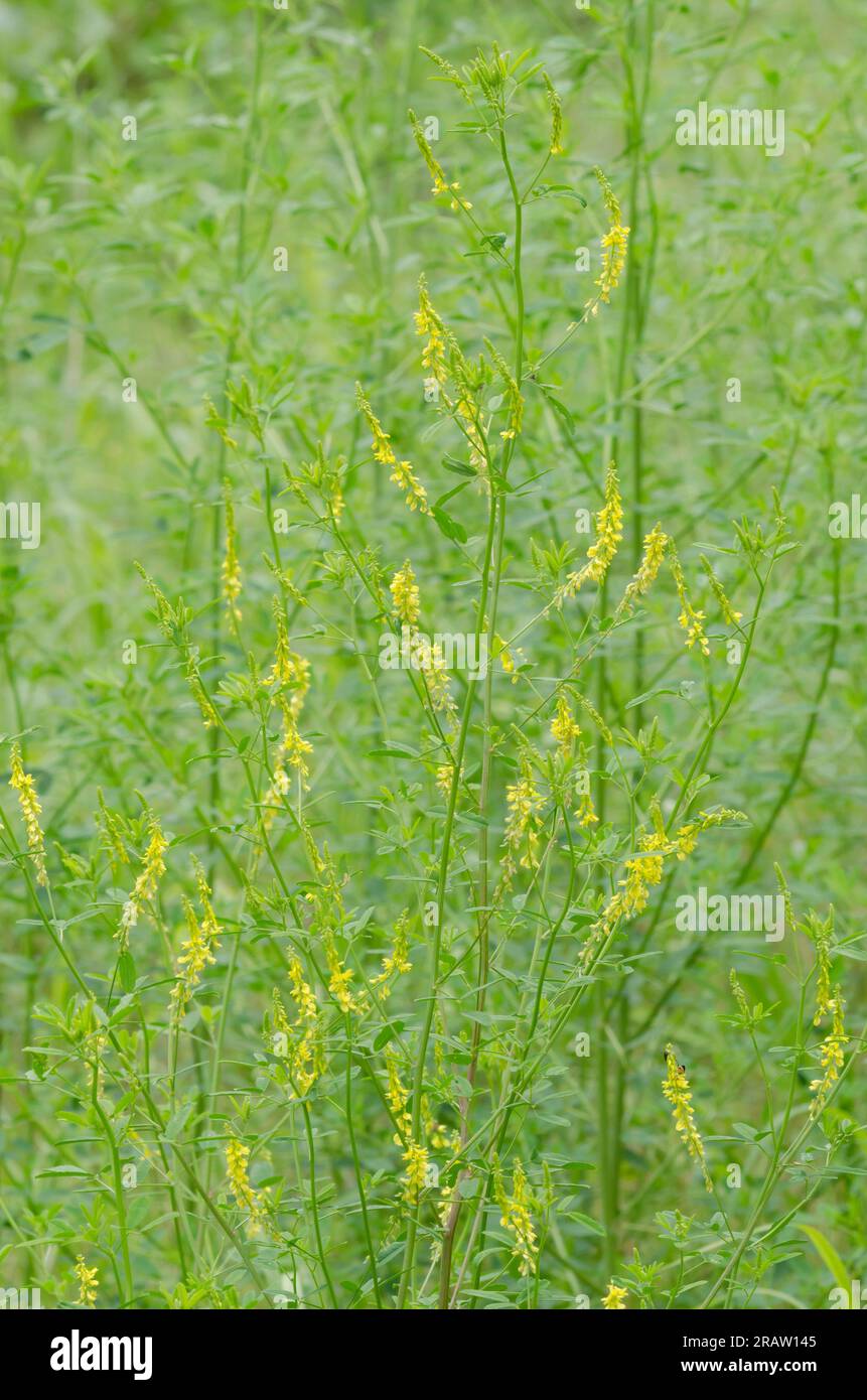 Trifoglio dolce giallo, Melilotus officinalis Foto Stock