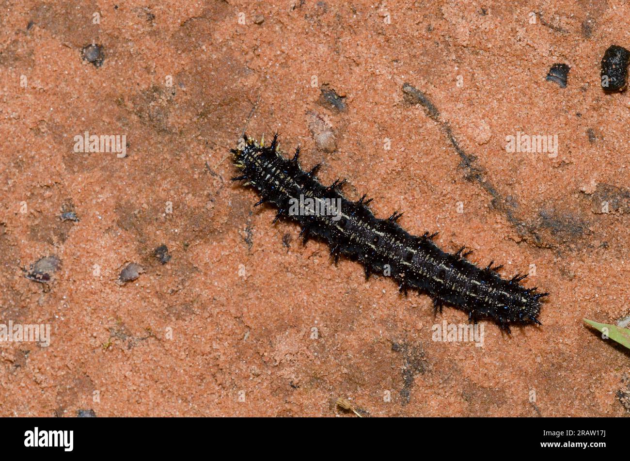 Common Buckeye, Junonia coenia, caterpillar Foto Stock