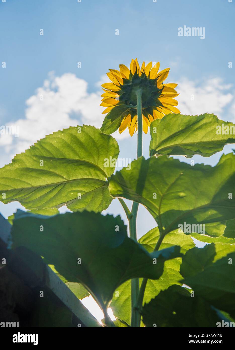 Girasoli che arrivano al sole. Il nome deriva dalla loro caratteristica natura di rivolgere la direzione del sole. Foto Stock