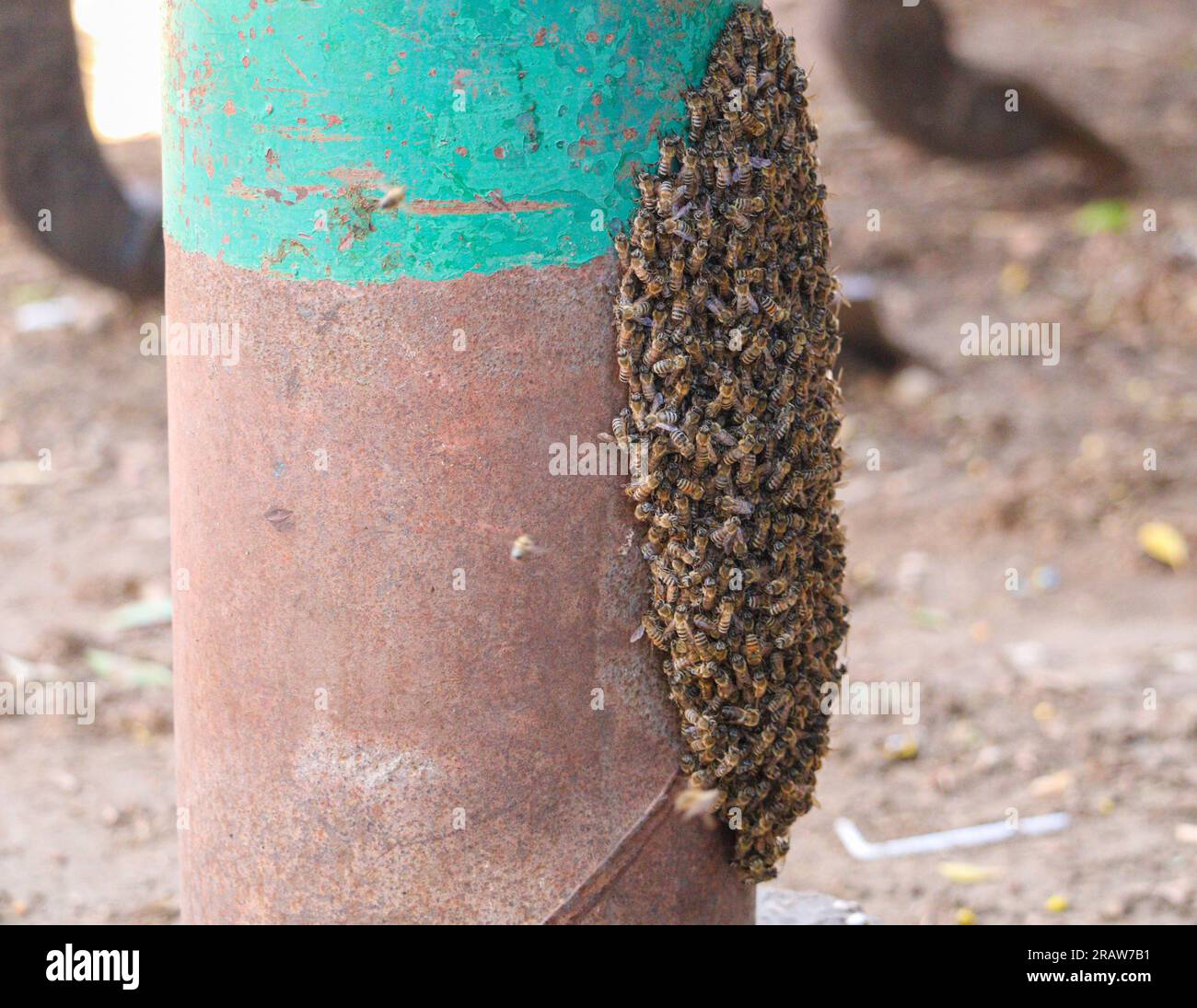 Uno sciame di api mellifere occidentali (Apis mellifera) Foto Stock