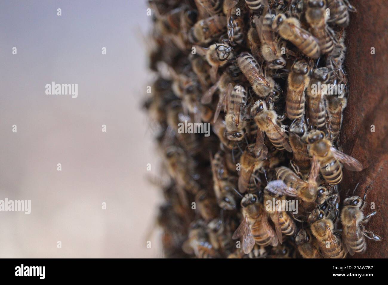 Uno sciame di api mellifere occidentali (Apis mellifera) Foto Stock