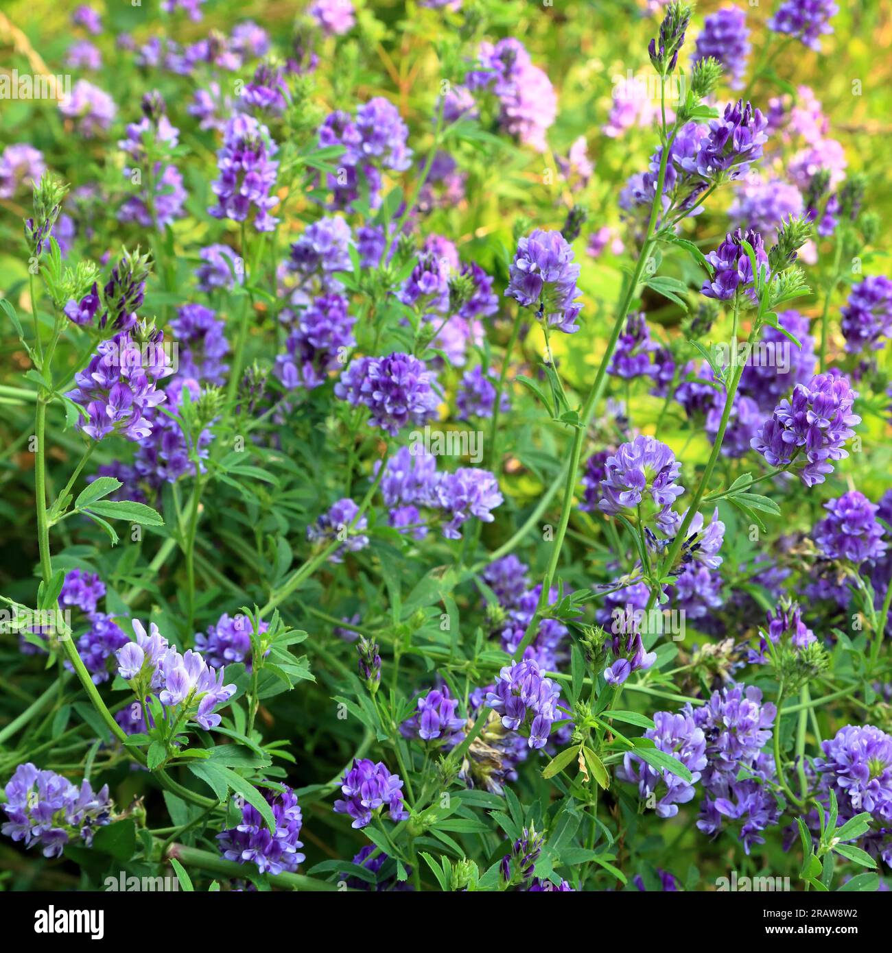 Alfalfa (Medicago sativa), lucerna Foto Stock
